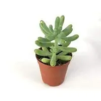 Enrich Plants Live Plants for Indoor Home Dcor | Succulent |Indoor Plant|SHLOKU_3717(1)-thumb1