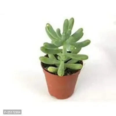 Enrich Plants Live Plants for Indoor Home Dcor | Succulent |Indoor Plant|SHLOKU_3717(1)-thumb2