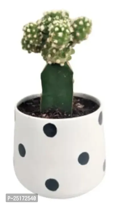 ENRICH PLANTS :: Cactus Grafted :: Natural Live Plant :: Elegant Metal Pot :: Air Purifying :: Home Decor ::-thumb3