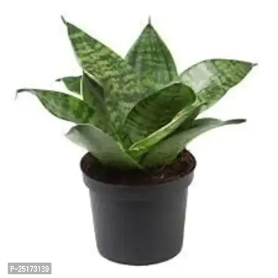 ENRICH PLANTS :: Sansevieria :: Natural Live Plant :: Plastic Pot :: Air Purifying ::