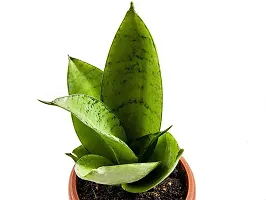 ENRICH PLANTS :: Sansevieria - Snake plant :: Natural Live Plant :: Plastic Pot :: Air Purifying :: Home Decor ::-thumb1