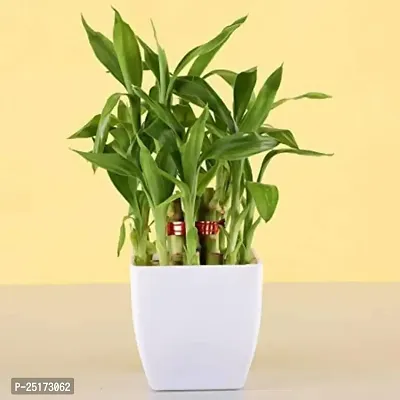 ENRICH PLANTS :: LUCKY BAMBOO :: 2 Layer :: Good Fortune Live Plant :: Plastic Pot :: Home Decor :: Feng Shui Plant ::