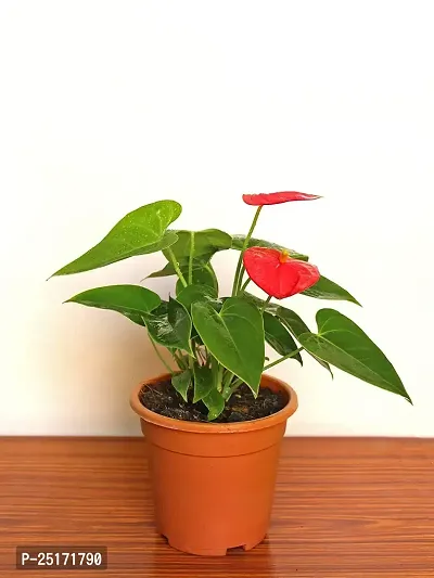 ENRICH PLANTS : ANTHURIUM RED, Exotic Live Plant, Home Decor Plant, Air Purifying,