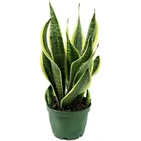 ENRICH PLANTS :: Sansevieria - Snake plant :: Natural Live Plant :: Plastic Pot :: Air Purifying :: Home Decor ::-thumb3