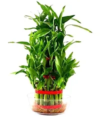 ENRICH PLANTS : LUCKY BAMBOO, 3 Layer, Good Fortune Live Plant, Glass Pot, Home Decor Plant,-thumb1