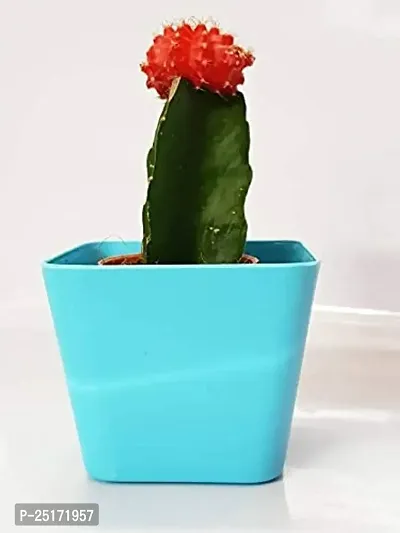 ENRICH PLANTS : Moon Cactus (RED),Live Plant, Air Purifying, Succulent,