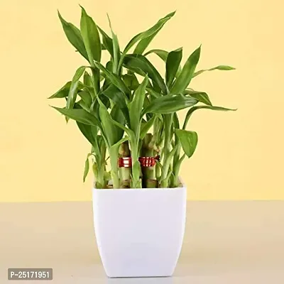 ENRICH PLANTS : LUCKY BAMBOO, 2 Layer, Good Fortune Live Plant, Home Decor Plant,-thumb3