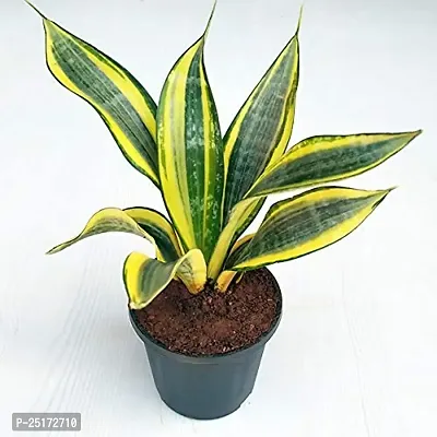 ENRICH PLANTS : Sansevieria Hahnii Golden, Snake Plant,Live Plant, Ceramic Pot, Air Purifying,Home Dcor Plant,-thumb0