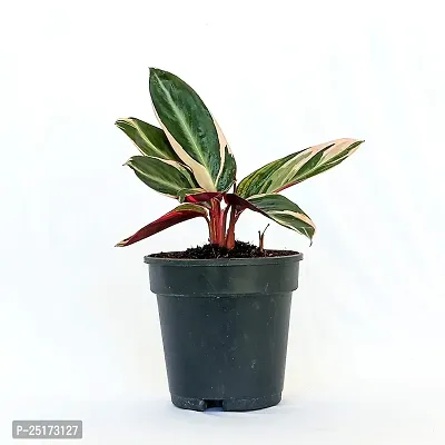 ENRICH PLANTS : Stromanthe Triostar,Live Plant, Air Purifying, Home Dcor Plant,-thumb3