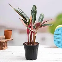 ENRICH PLANTS : Stromanthe Triostar,Live Plant, Air Purifying, Home Dcor Plant,-thumb1