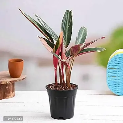 ENRICH PLANTS : Stromanthe Triostar,Live Plant, Air Purifying, Home Dcor Plant,-thumb2