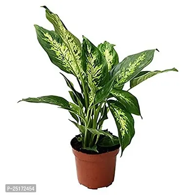 ENRICH PLANTS : Diffenbacha, Home Dcor Live Plant, Air Purifying,-thumb0