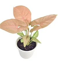 Enrich Plants Live Plants for Indoor Home Dcor | Arrowhead Plant | Syngonium | Indoor Plant|SHLOKU_3997(1)-thumb3