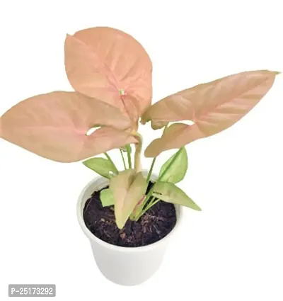 Enrich Plants Live Plants for Indoor Home Dcor | Arrowhead Plant | Syngonium | Indoor Plant|SHLOKU_3997(1)-thumb4