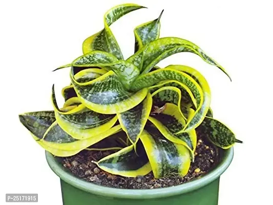 ENRICH PLANTS : Sensevieria Twist, Snake Plant,Live Plant, Air Purifying,Home Dcor Plant,