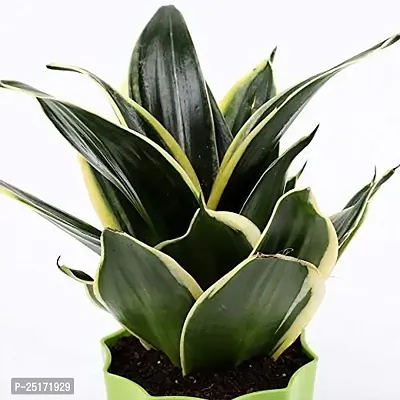 ENRICH PLANTS : Sansevieria Jade Marginata, Snake Plant,Live Plant, Air Purifying,Home Dcor Plant,-thumb2