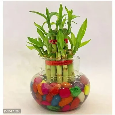 ENRICH PLANTS : LUCKY BAMBOO, 2 Layer, Good Fortune Live Plant, Glass Pot, Home Decor Plant,