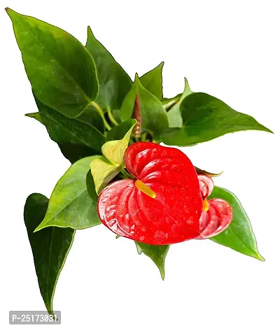 ENRICH PLANTS : ANTHURIUM RED, Exotic Live Plant, Home Decor Plant, Air Purifying,-thumb5