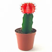 ENRICH PLANTS :: Moon Cactus Red :: Natural Live Plant :: Plastic Pot :: Air Purifying :: Home Decor Plant ::-thumb1