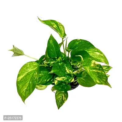 ENRICH PLANTS : Green Moneyplant,Live Plant, Air Purifying, Good Luck.-thumb5