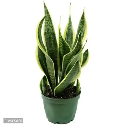 ENRICH PLANTS :: Sansevieria - Snake plant :: Natural Live Plant :: Plastic Pot :: Air Purifying :: Home Decor ::-thumb4