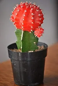 ENRICH PLANTS : Moon Cactus (RED),Live Plant, Air Purifying, Succulent,-thumb4