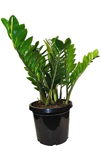 ENRICH PLANTS : ZAMIA (ZZ Plant),Live Plant, Air Purifying,Home Decor Plant,-thumb4