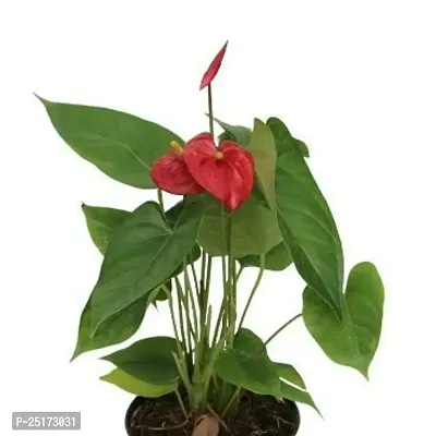 ENRICH PLANTS : ANTHURIUM RED, Exotic Live Plant, Home Decor Plant, Air Purifying,