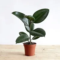 ENRICH PLANTS : RUBBER, Home Decor Live Plant, Air Purifying, Good Luck,-thumb1