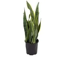 ENRICH PLANTS :: Sansevieria - Snake plant :: Natural Live Plant :: Plastic Pot :: Air Purifying :: Home Decor ::-thumb3