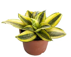 ENRICH PLANTS :: Sansevieria - Snake plant :: Natural Live Plant :: Plastic Pot :: Air Purifying :: Home Decor ::-thumb2