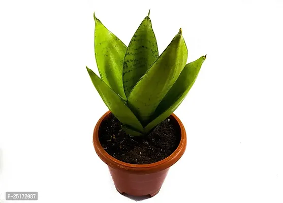 ENRICH PLANTS : Sensevieria Moonshine, Snake Plant,Live Plant, Air Purifying,Home Dcor Plant,