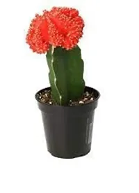 ENRICH PLANTS :: Moon Cactus Red :: Natural Live Plant :: Plastic Pot :: Air Purifying :: Home Decor Plant ::-thumb1