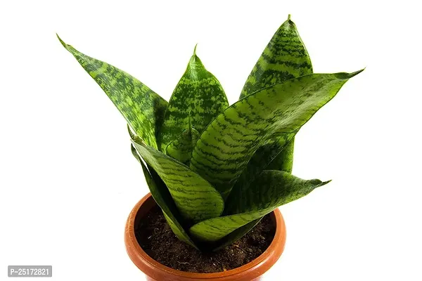 ENRICH PLANTS :: Sansevieria - Snake plant :: Natural Live Plant :: Plastic Pot :: Air Purifying :: Home Decor ::