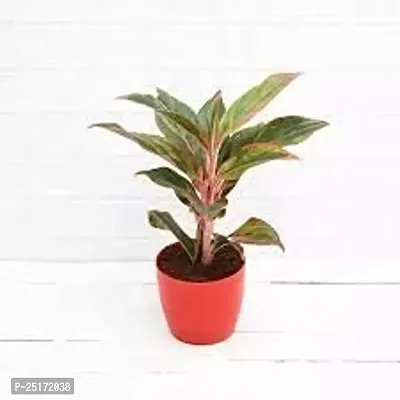 ENRICH PLANTS : AGLONEMA LIPSTICK, Home Dcor Live Plant, Air Purifying,-thumb0