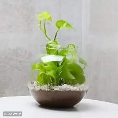 ENRICH PLANTS : Golden Moneyplant,Live Plant,Glass Pot, Air Purifying, Good Luck.-thumb0