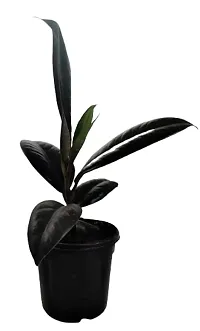 ENRICH PLANTS : RUBBER, Home Decor Live Plant, Air Purifying, Good Luck,-thumb4