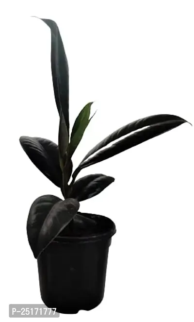 ENRICH PLANTS : RUBBER, Home Decor Live Plant, Air Purifying, Good Luck,-thumb5