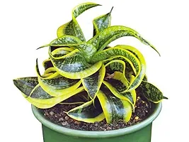 ENRICH PLANTS : Sensevieria Twist, Snake Plant,Live Plant, Air Purifying,Home Dcor Plant,-thumb1