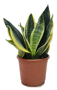 ENRICH PLANTS :: Sansevieria - Snake plant :: Natural Live Plant :: Plastic Pot :: Air Purifying :: Home Decor ::-thumb3