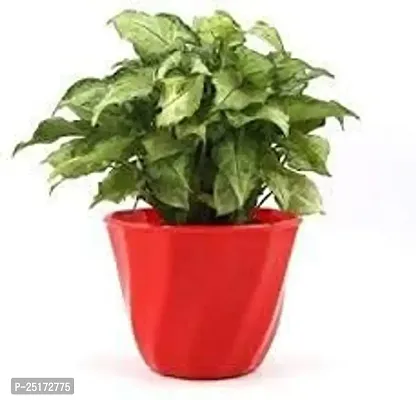 ENRICH PLANTS : SYNGONIUM, Home Dcor Live Plant, Air Purifying,