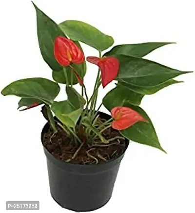 ENRICH PLANTS : ANTHURIUM RED, Exotic Live Plant, Home Decor Plant, Air Purifying,