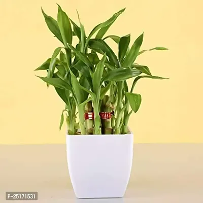 ENRICH PLANTS : LUCKY BAMBOO, 2 Layer, Good Fortune Live Plant, Home Decor Plant,-thumb0