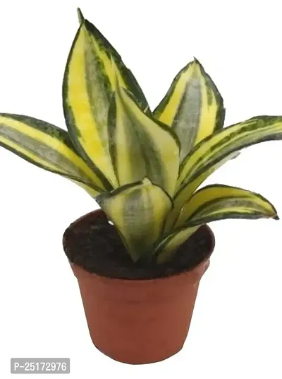 ENRICH PLANTS :: Sansevieria - Snake plant :: Natural Live Plant :: Plastic Pot :: Air Purifying :: Home Decor ::