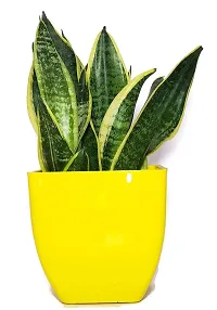 ENRICH PLANTS : Sansevieria Jade Marginata, Snake Plant,Live Plant, Air Purifying,Home Dcor Plant,-thumb1