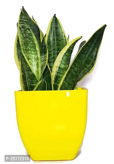 ENRICH PLANTS : Sansevieria Jade Marginata, Snake Plant,Live Plant, Air Purifying,Home Dcor Plant,-thumb2