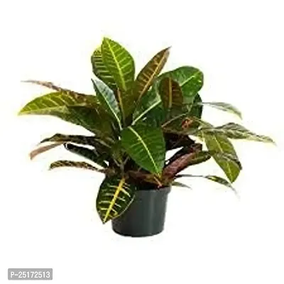 ENRICH PLANTS : CROTON, Home Dcor Live Plant, Air Purifying,