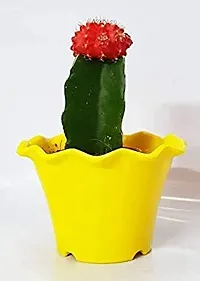 ENRICH PLANTS : Moon Cactus (RED),Live Plant, Air Purifying, Succulent,-thumb1