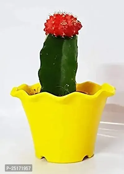 ENRICH PLANTS : Moon Cactus (RED),Live Plant, Air Purifying, Succulent,-thumb2