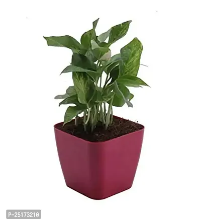 Enrich Plants Live Plants for Indoor Home D?cor | Arrowhead Plant | Syngonium | Indoor Plant|SHLOKU_3794(1)